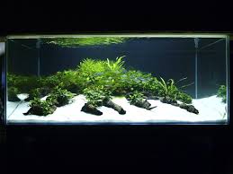 Tentunya untuk harga aquarium tersebut menyesuaikan dengan model. Pin By Nathanael Johns On Nature Aquarium Fresh Water Fish Tank Aquarium Aquascape Aquarium