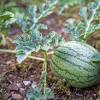 What is the growing season for zucchini. 3
