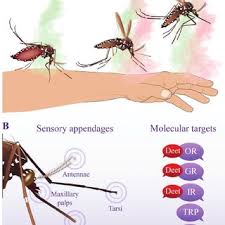Organic farmers implement many strategies, including those detailed above, to reduce the use and. Pdf The Future Of Insect Repellent Discovery And Development