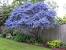 Front Yard Dwarf Evergreen Tree