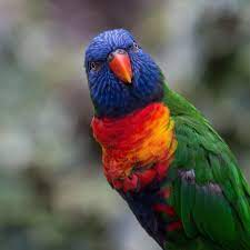 Pin On Amazing Bird Photography From My Searches