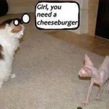 Being Told That You Need To Eat Something Funny Animal Pictures Funny Animals Cute Funny Animals