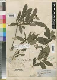 Image result for Psychotria kirkii