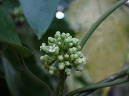 Image result for Marsdenia cynanchoides