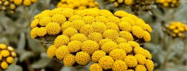 Image result for Helichrysum aureo-nitens