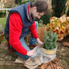 Daher will ich nach der langen frostperiode bald wieder den balkon begrünen. Lavendel Uberwintern Tipps Fur Topf Und Beet Mein Schoner Garten