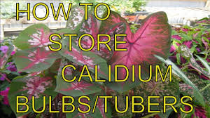 Overwintering caladium bulbs in the ground. How To Grow Caladiums 8 Steps With Pictures Wikihow