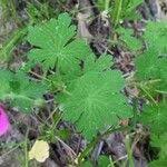 Image result for Geranium ocellatum