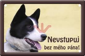 Image result for karelský medvědí pes