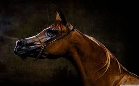 Horse Android Iphone Desktop Hd Backgrounds Wallpapers 1080p 4k 107273 Hdwallpapers Androidwallpa Horses Horse Wallpaper Beautiful Arabian Horses