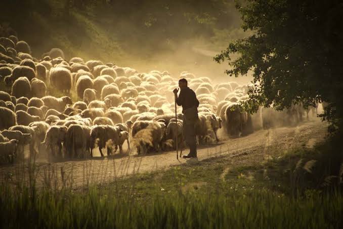 Misterioasa dispariție a unui cioban de la o stână din Harghita - AGRO TV
