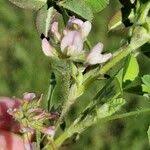 Image result for Trifolium semipilosum