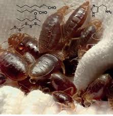 Bed bug traps are also helpful to determine if a bed bug infestation has been eliminated. Pheromone Trap Will Not Let The Bed Bugs Bite Research Chemistry World