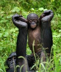 Gudkov Andrey Moscow Russia Bonobo Morning Gym Lola Ya Bonobo Np Democratic Republic Of The Congo 2007 Cute Animals Cute Baby Animals Animals