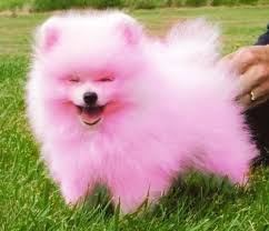 Geneva Diva Pomeranian Dog Cute Pomeranian Pomeranian Puppy
