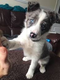 Blue Merle Border Collie 8 Week Puppy Learning Hi Five You can hear dainty davy by clicking the right arrow above. blue merle border collie 8 week puppy