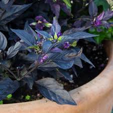Maybe you would like to learn more about one of these? Ornamental Pepper Capsicum Purple Flash White Flower Farm