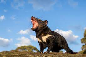 Check spelling or type a new query. Tasmanian Devils Born On Mainland Australia For The First Time In 3 000 Years Cnet