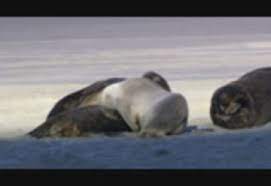 Wildlife Sample Video Free Download Borrow And Streaming Internet Archive