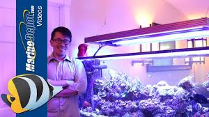 The Benefits Of Using T5 Led Hybrid Lighting For Your Reef Tank Youtube