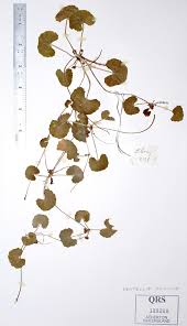 Image result for Centella asiatica