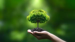Green Tree Images – Browse 32,696,347 ...