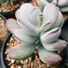 Cotyledon orbiculata variegata of the rainbow sherbet variety. Rare Succulents X045 Cotyledon Orbiculata Cv First Come First Serve Very Limited Stocks Furniture Home Living Home Decor Other Home Decor On Carousell