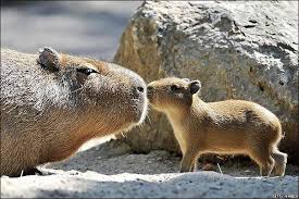 Lindo bebé carpincho tan adorable niño smol. Carpincho Baby Capybara Capybara Cute Baby Animals