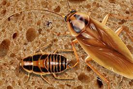 Found A Baby Cockroach It S Time To Act Fast Cockroach Facts