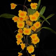 Image result for Polystachya hastata