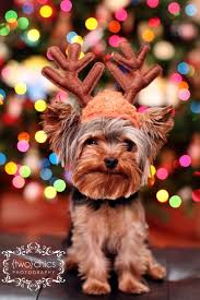 Pin By Jessica Mills On Photography Christmas Dog Yorkie Baby Dogs