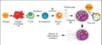 Pdf Novel Treatment Of Allergic Asthma And Seasonal Allergic Rhinitis Focus On Omalizumab Xolair Semantic Scholar