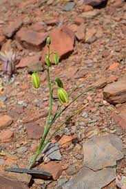 Image result for Dipcadi rigidifolium