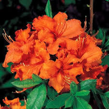 Rhododendron Gibraltar Gibraltar Is An Exceptional Exbury Hybrid Boasting Huge Trusses Of Flat 2 1 2 Inch Flowers With Fragrant Plant Bonsai Flower Azaleas