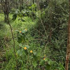 Image result for Abutilon grandiflorum
