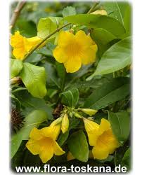Image result for Allamanda schottii