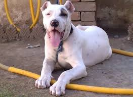 Bully kutta dog info, temperament, training, puppies, pictures. Can You Handle A Powerful Dog Named Bully Kutta K9 Web