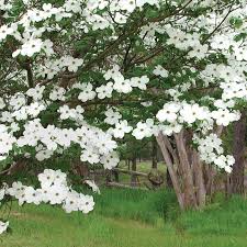 Deadhead) when their color starts to fade to encourage more flowers to grow. Texas Gardening An Unusual Spring Has Limited Dogwood Trees Blooming Brazos Life Theeagle Com