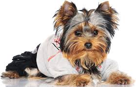 yorkie clothes and accessories