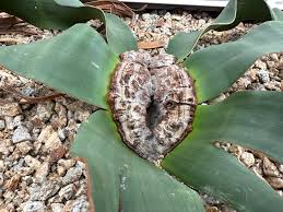 Image result for Welwitschia mirabilis