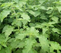 Image result for Hyptis