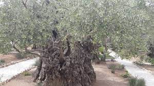 هذه شجره زيتون يزيد عمرها اكثر من 2500 عام من العصر الروماني هي احد اشجار الزيتون الثمانيه في جديقه الزيتون في الكنيسه الجثمانيه في القد tree tree trunk plants
