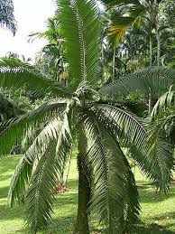 Image result for Duosperma crenatum