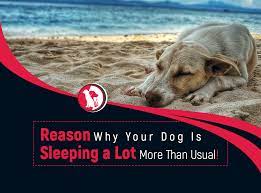 Top 10 Reasons Why Your Dog Is Sleeping A Lot More Than Usual