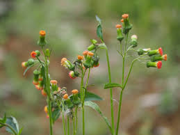 Image result for Crassocephalum picridifolium