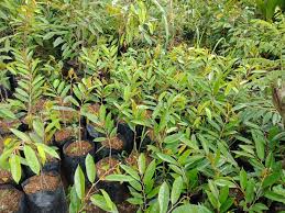 Durian duri hitam memiliki rasa dan aroma yang khas. Bibit Durian Duri Hitam Asli Kaki Tiga Murah Higaragro