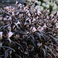 Image result for Strobilanthes anisophylla