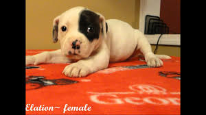 The american bulldog's protective nature allows it to act heroically on behalf of its owner and it also loves kids. Champion Sired American Bulldog Puppies 4 Weeks Old Atlanta Ga Youtube