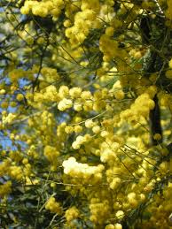 Image result for Acacia dealbata