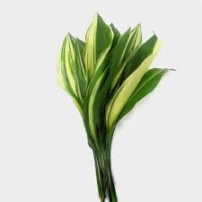 Image result for Aspidistra